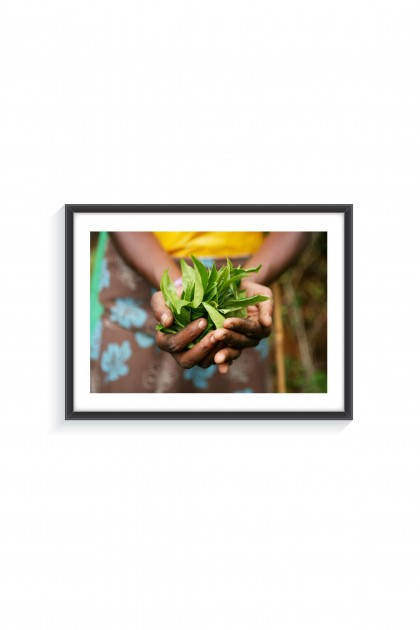 Poster with frame Tea Leaves - Sri Lanka By Emmanuel Catteau